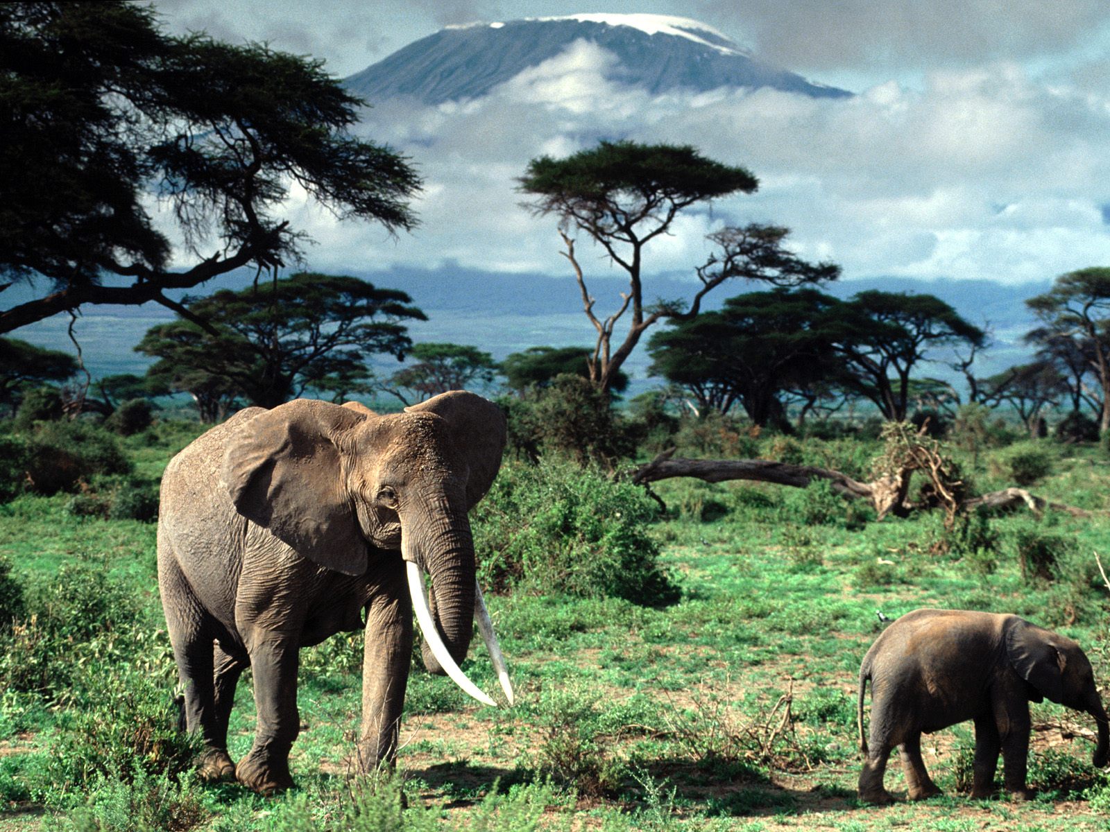African Elephants, Mount Kilimanjaro, Africa