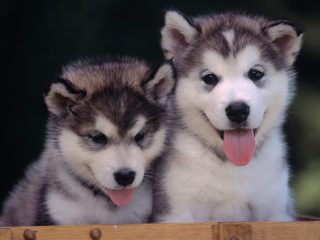 Alaskan Malamutes