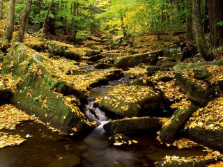 Allegheny State Park In Fall, New York