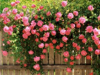 American Beauty Climbing Roses