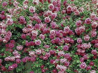 American Beauty Roses