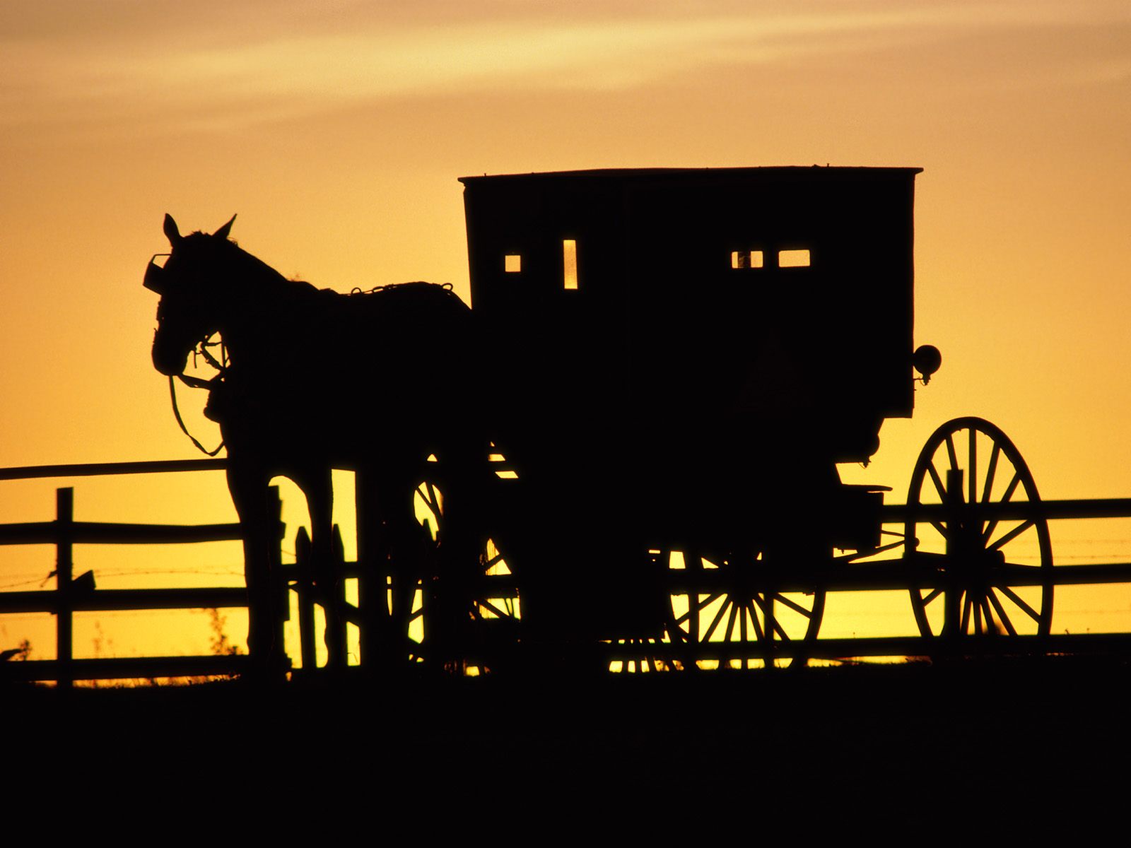 Amish Horse Drawn Buggy, Pennsylvania