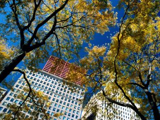 Amongst The Trees, View From Grant Park, Chicago, Illinois