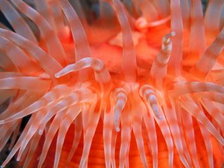 Anemone Tentacles