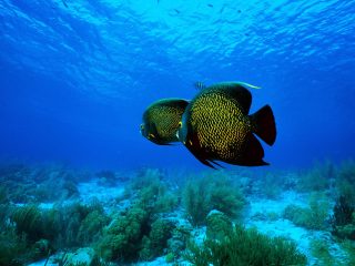 Angelfish