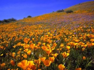 Antelope Valley Hillside, California