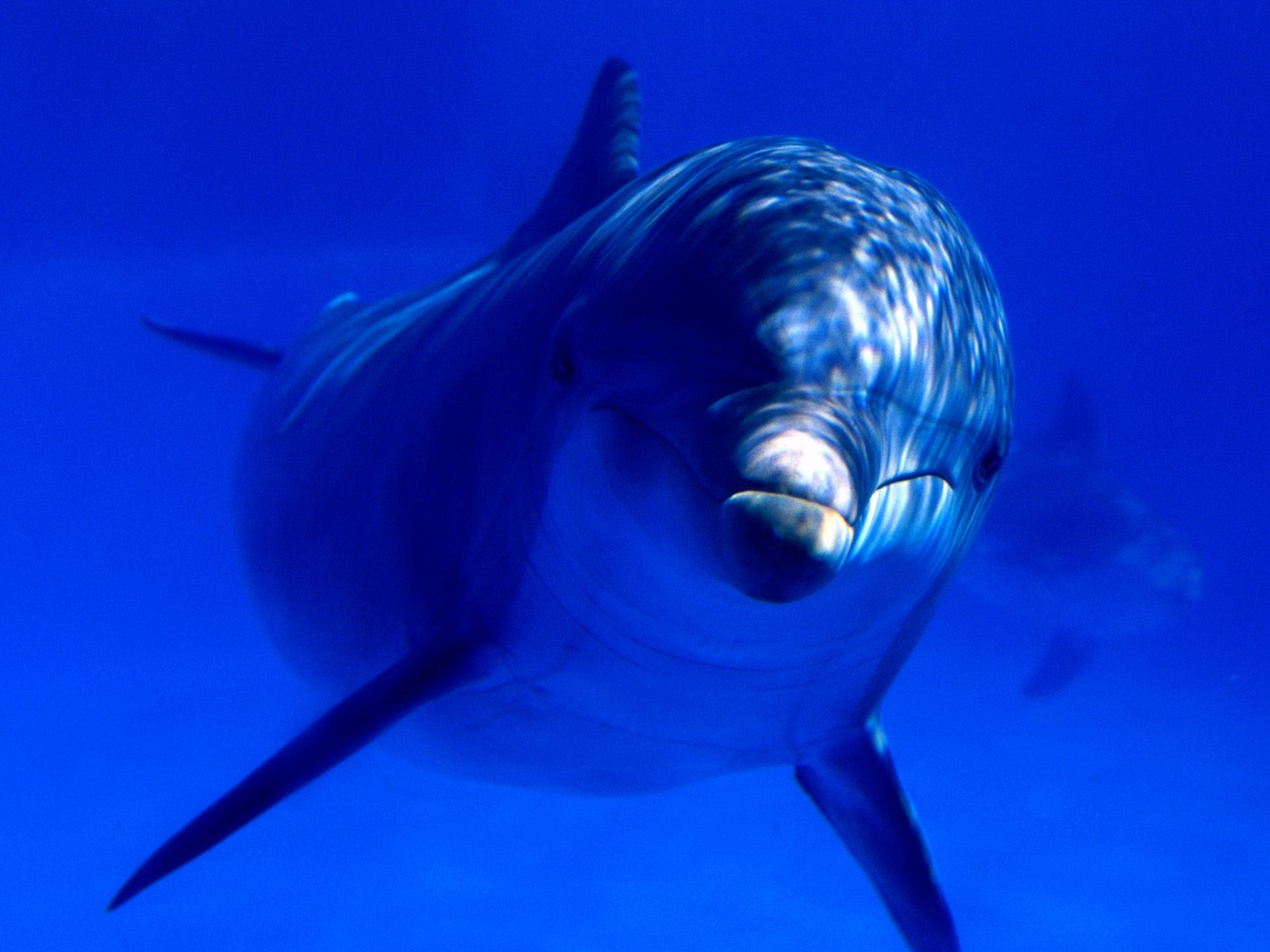 Aquatic Curiosity, Bottlenose Dolphin