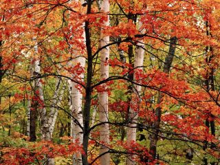 Arrowhead Provincial Park, Ontario, Canada