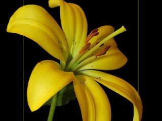 Asiatic Lily