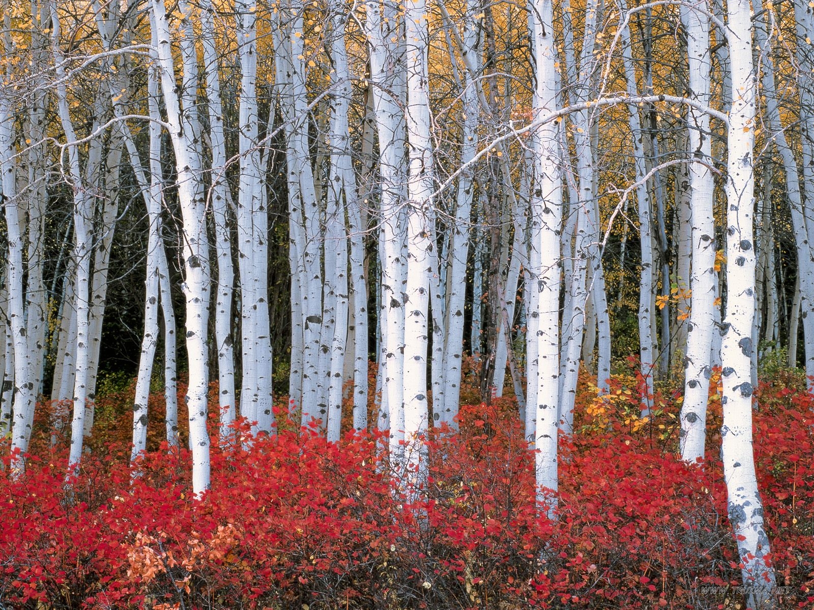 Aspen Forest, Wasatch Mountains, Utah