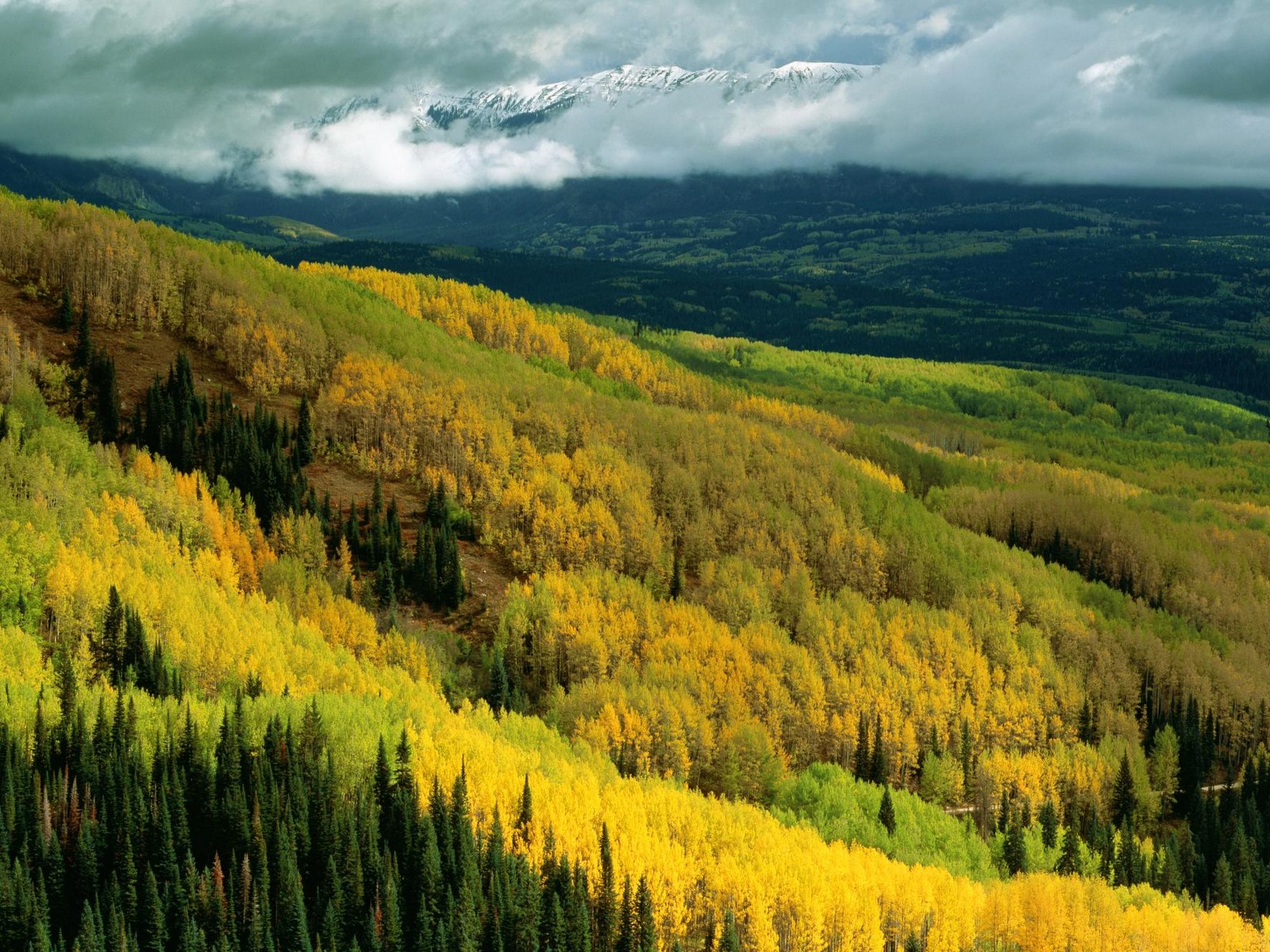 Aspen Forest In Early Fall, Ohio Pass, Gunnison National Forest, Colorado