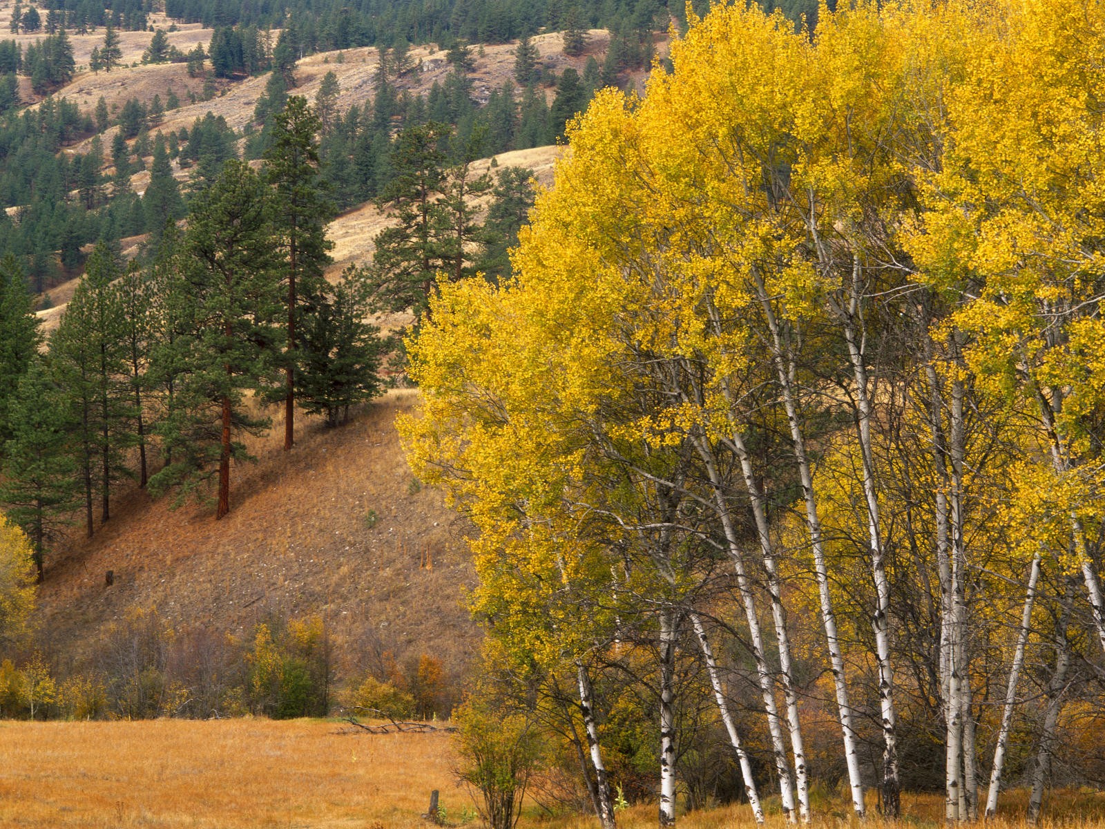 Aspen Grove, Okonagan Mountains, Washington