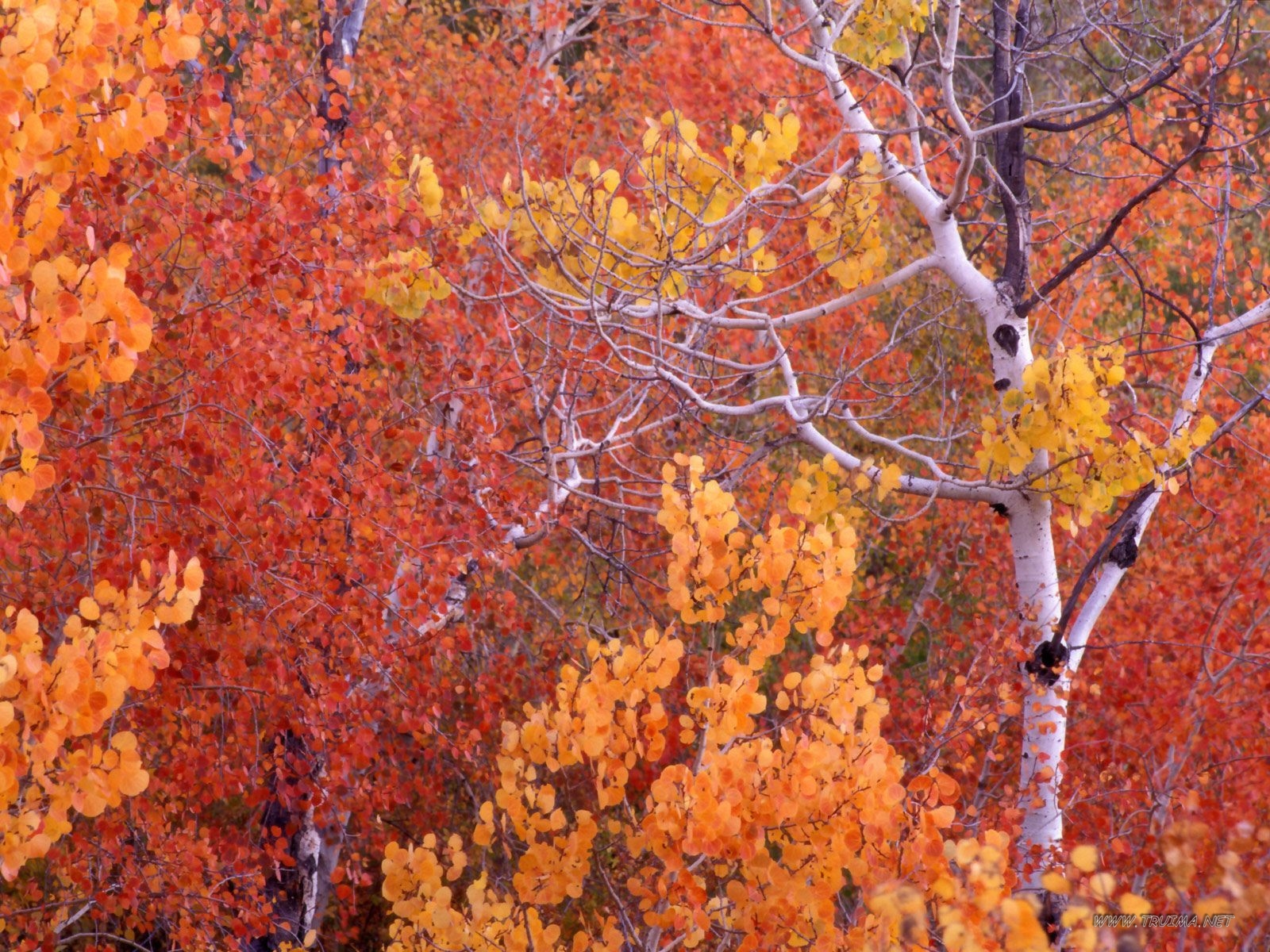 Aspen Trees, City Of Rocks, Idaho