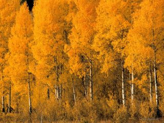 Aspen Trees, Montana