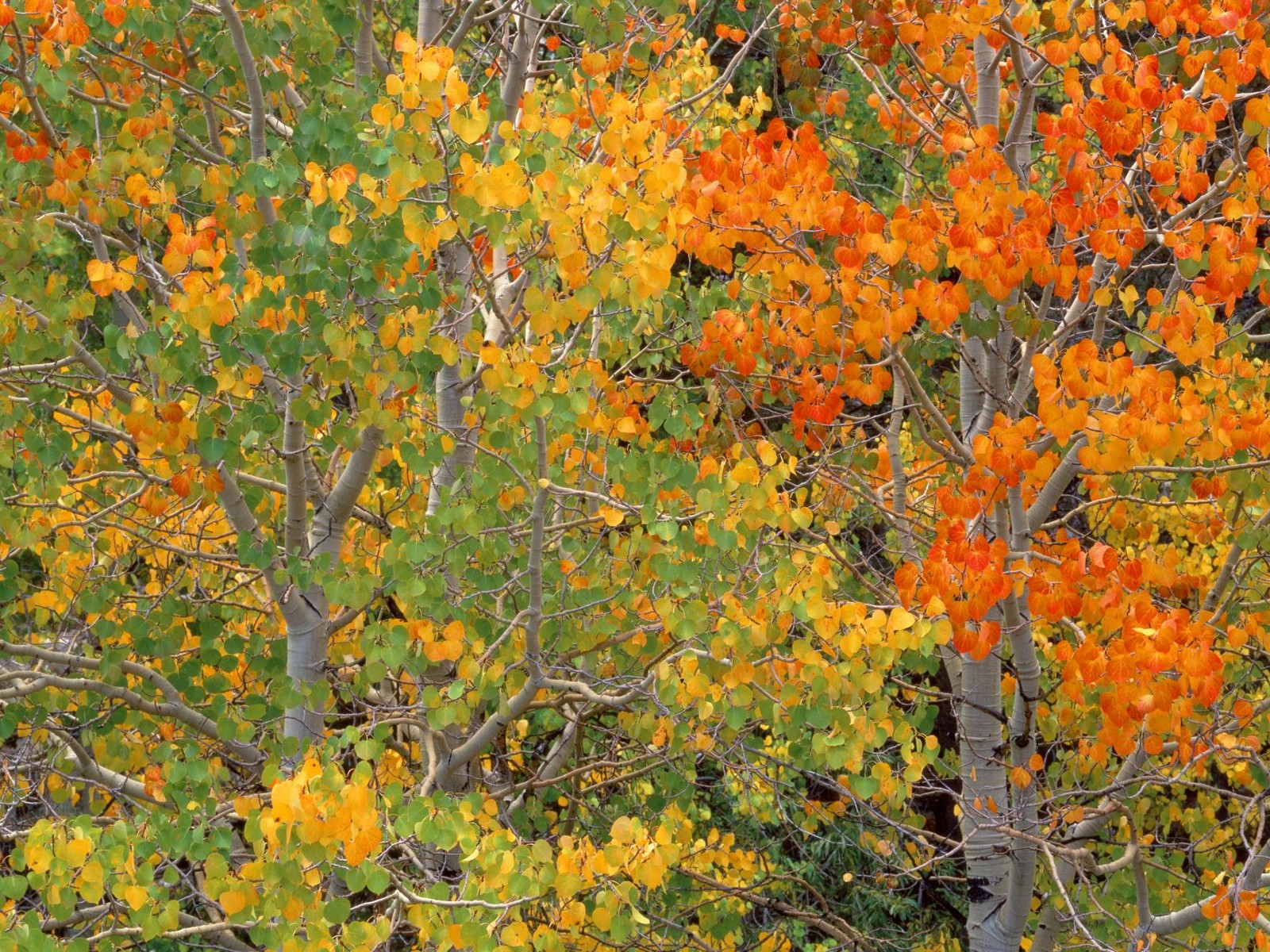 Aspen Trees In Early Autumn, California