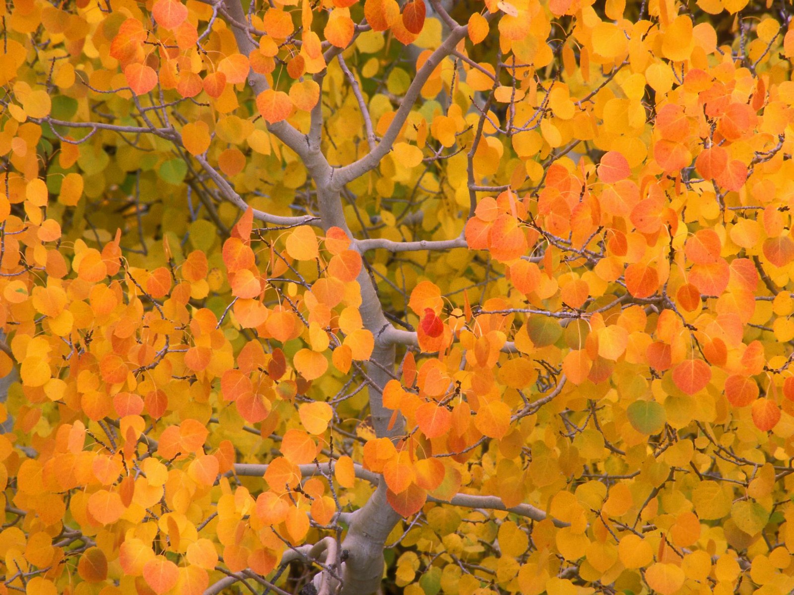 Aspen In The Fall, Sierra Nevada, California