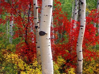 Aspens And Maples, Colorado