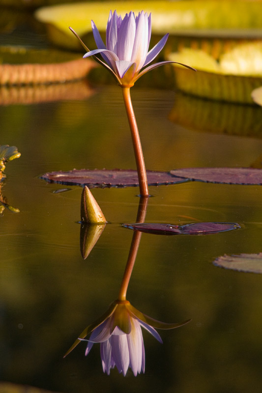 Atlanta Botanical Gardens