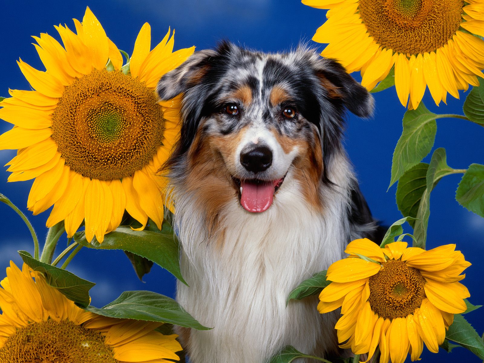 Australian Shepherd