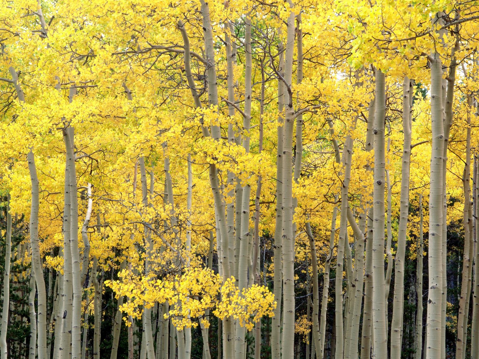 Autumn Aspens, Kenosha Pass, Pike National Forest, Colorado