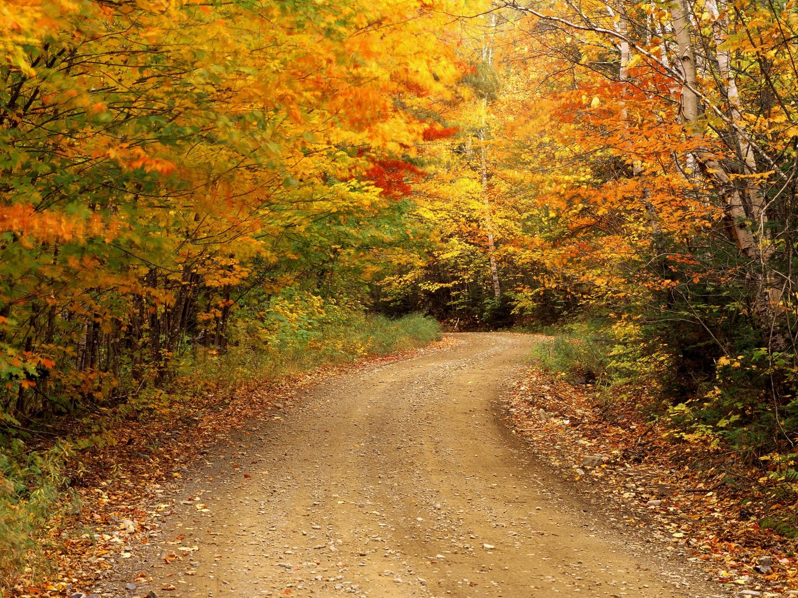 Autumn Color, Baxter State Park, Maine