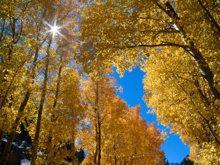 Autumn Colors, Inyo National Forest, California