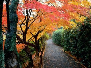 Autumn Colors, Kyoto, Japan