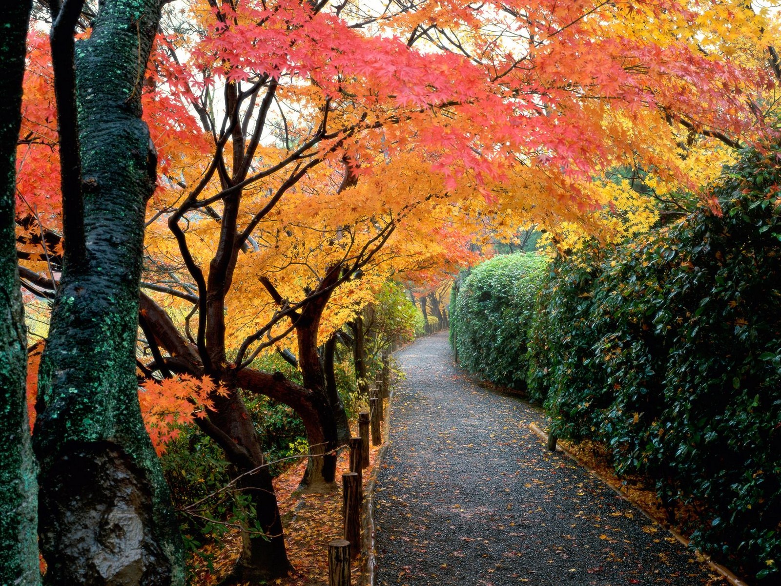 Autumn Colors, Kyoto, Japan