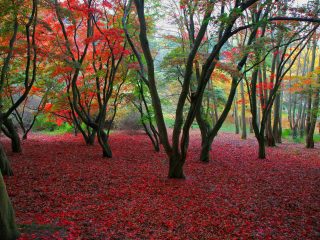 Autumn Colours, Winkworth Arboretum, United Kingdom