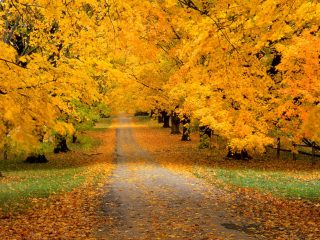 Autumn Covered Road
