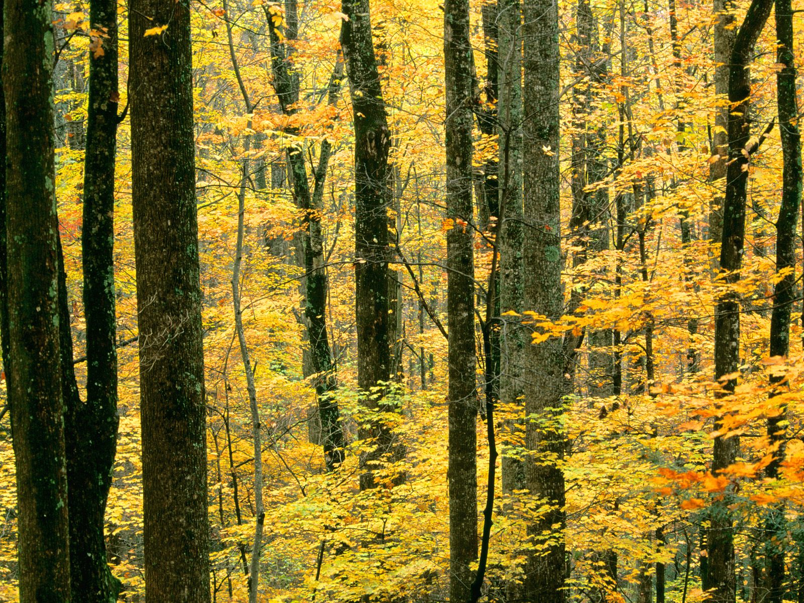 Autumn Forest, Great Smoky Mountains National Park, Tennessee