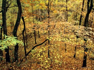 Autumn Forest, Percy Warner Park, Nashville, Tennessee