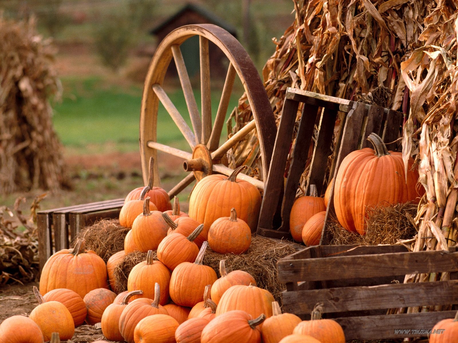 Autumn Harvest