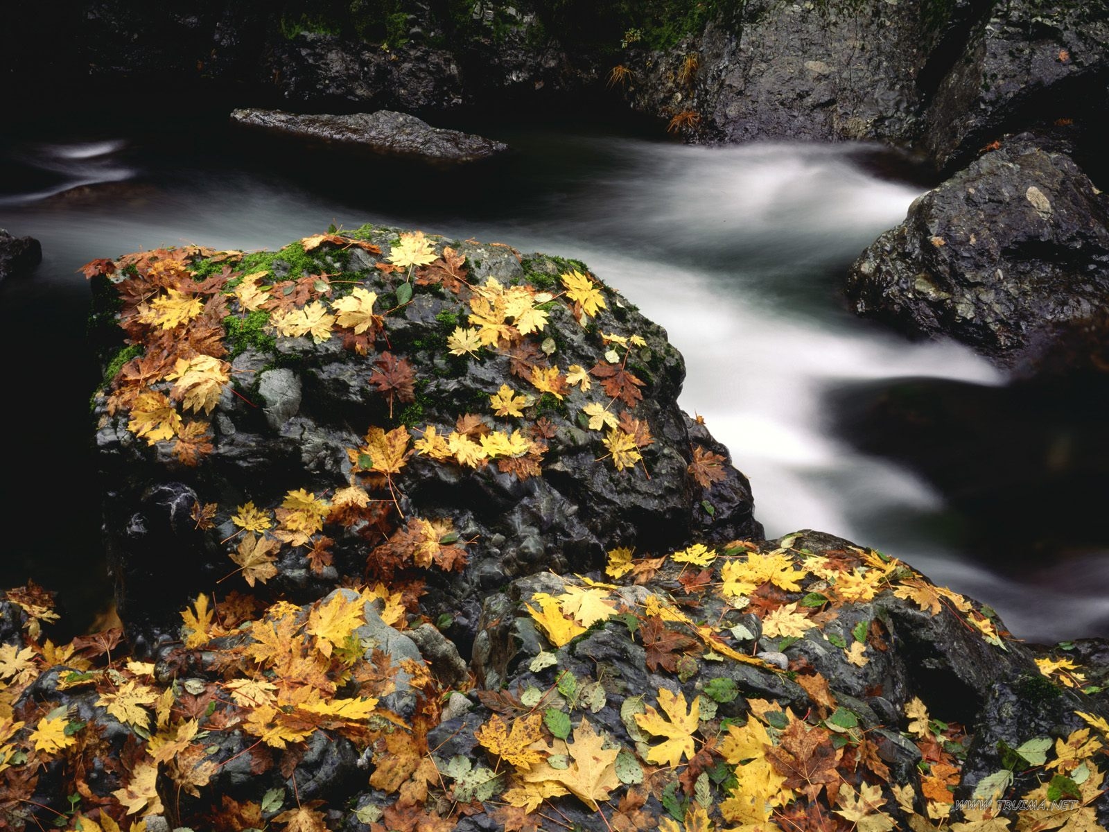 Autumn Leaf Covered Rock, Elk River, Oregon