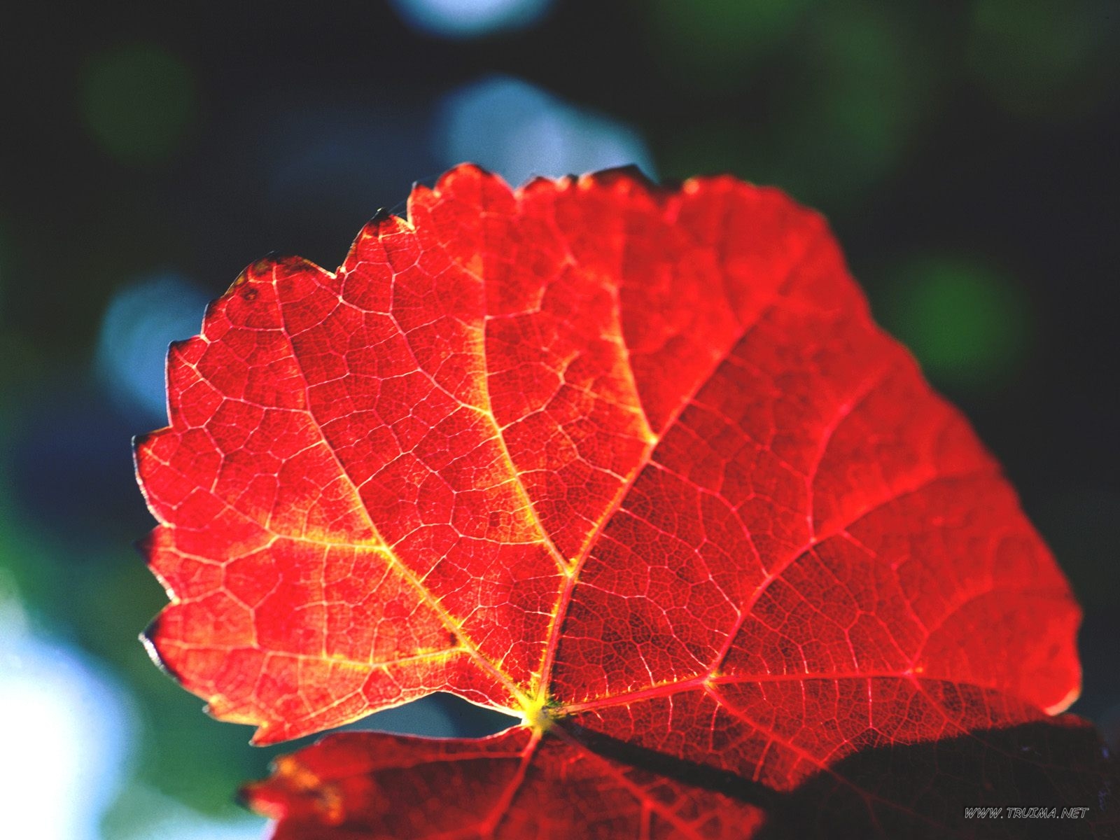 Autumn Leaf In Vineyards