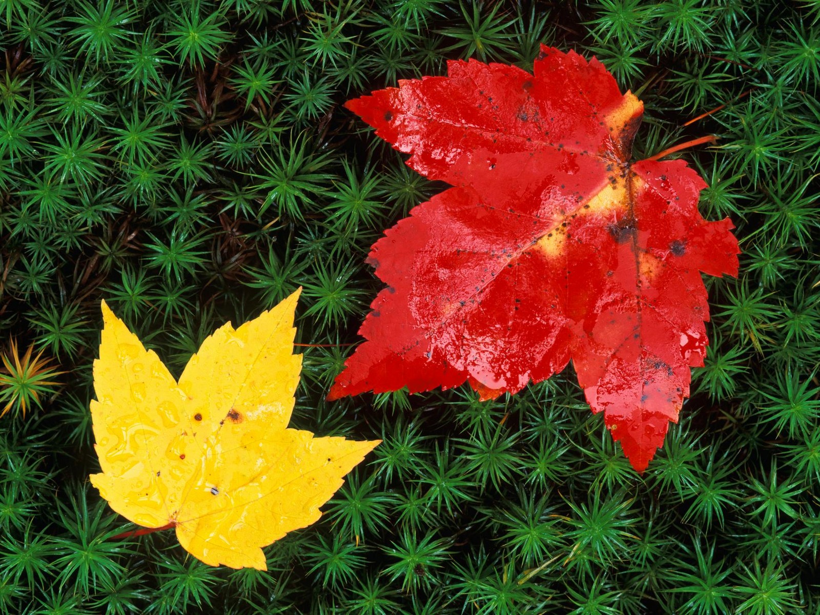 Autumn Leaves On Forest Floor, Vermont