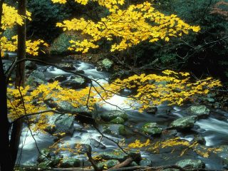 Autumn Maple, Great Smoky Mountains National Park, Tennessee