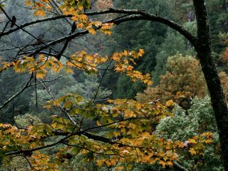 Autumn Maple, Great Smoky Mountains, Tennessee