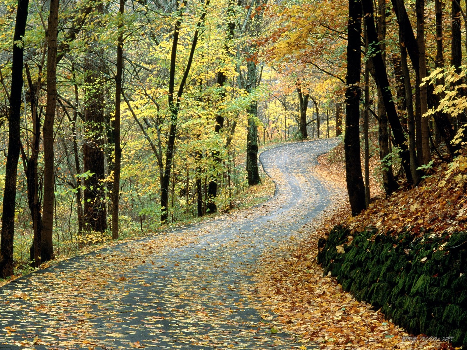 Autumn Road, Percy Warner Park, Nashville, Tennessee
