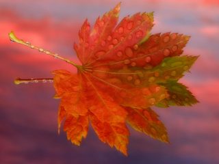 Vine Maple Leaf