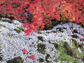 Autumn Vine Maple And Lichens