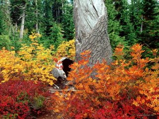 Autumn At Heather Meadows, North Cascades, Washington