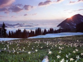 Avalanche Lilies At Appleton Pass, Olympic National Park, Washington