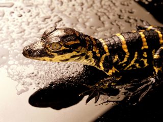 Baby Alligator, Florida