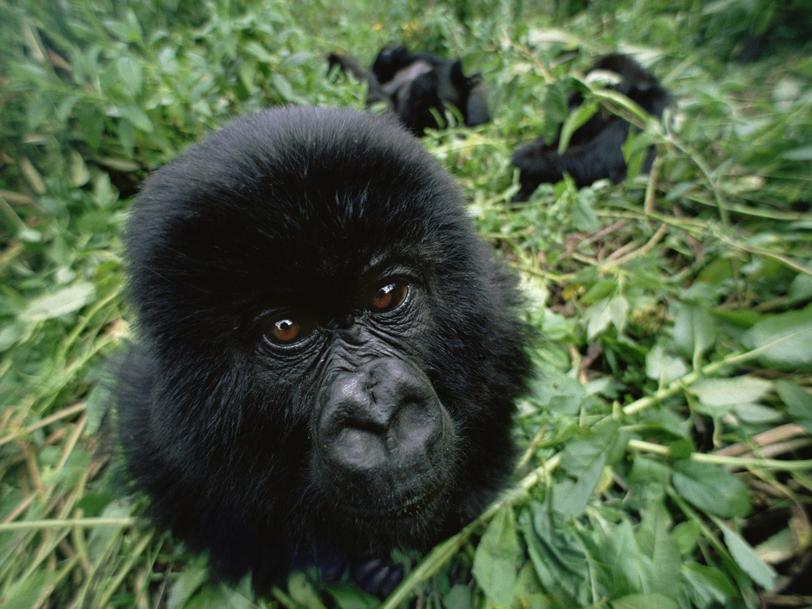 Baby Mountain Gorilla, Virunga Mountains, Rwanda