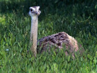 Baby Ostrich