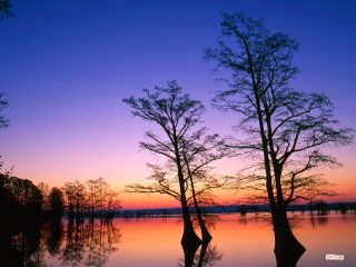 Bald Cypress Trees At Sunrise, Reelfoot National