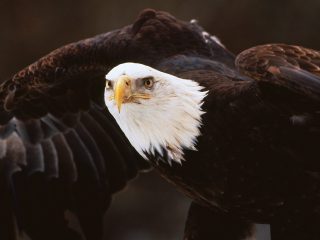 Bald Eagle, Central Minnesota