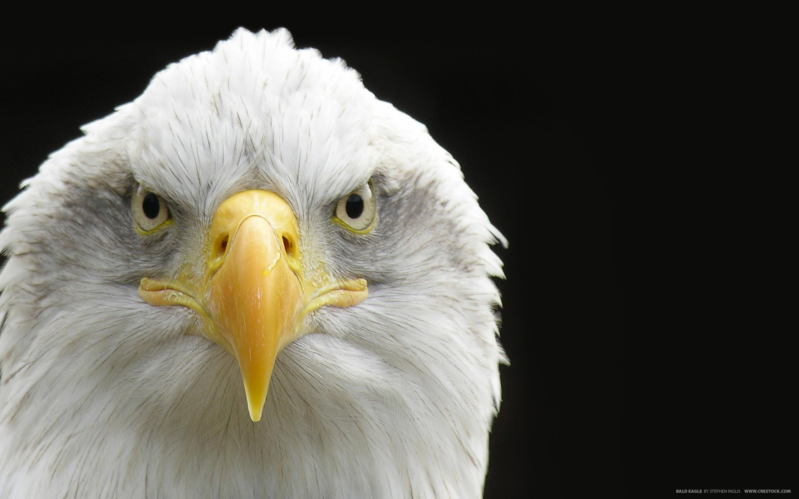 Eagle bird. Американский Орлан анфас. Белоголовый Орлан анфас. Орлан альбинос. Белоголовый Орлан вид спереди.