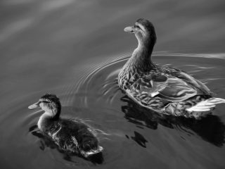 01008 Duckandfledgling 1920×1200